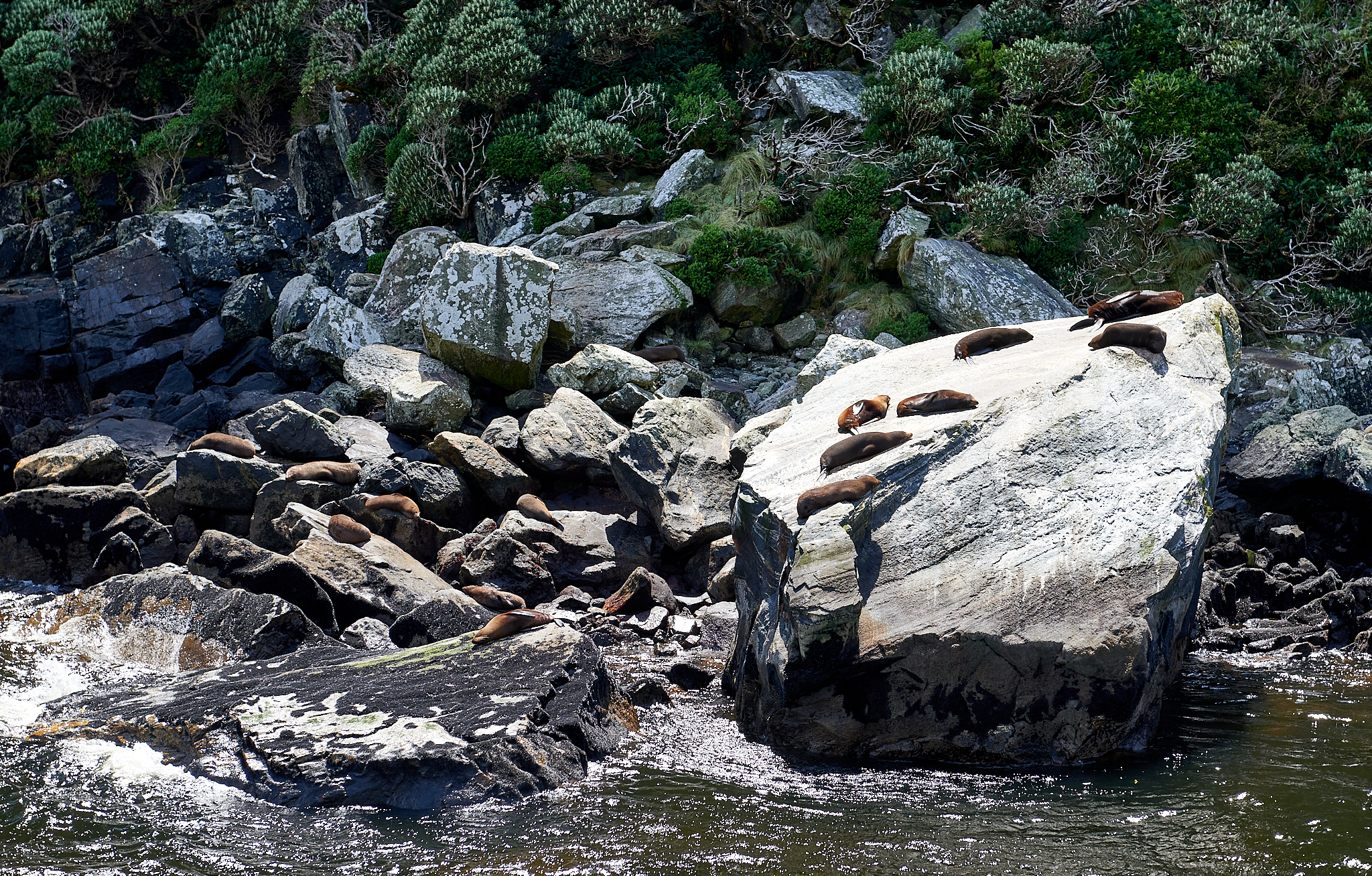 20180127 096 뉴질랜 밀퍼 사운드